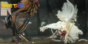 Giới thiệu sơ lược về game đá gà trực tiếp C3