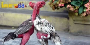 Khái quát về game đá gà trực tiếp Thomo hôm nay