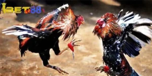 Giới thiệu sơ lược về game trực tiếp đá gà 67
